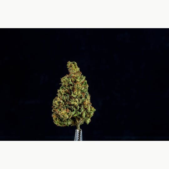 Farmer and the Felon - Farmer and the Felon | Flower Forbidden Runtz 1/8oz - 1