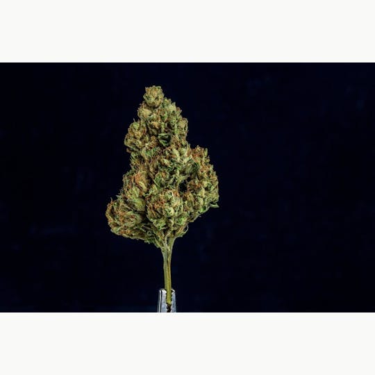 Farmer and the Felon - Farmer and the Felon | Flower Lemon Cherry Gelato 1oz - 1
