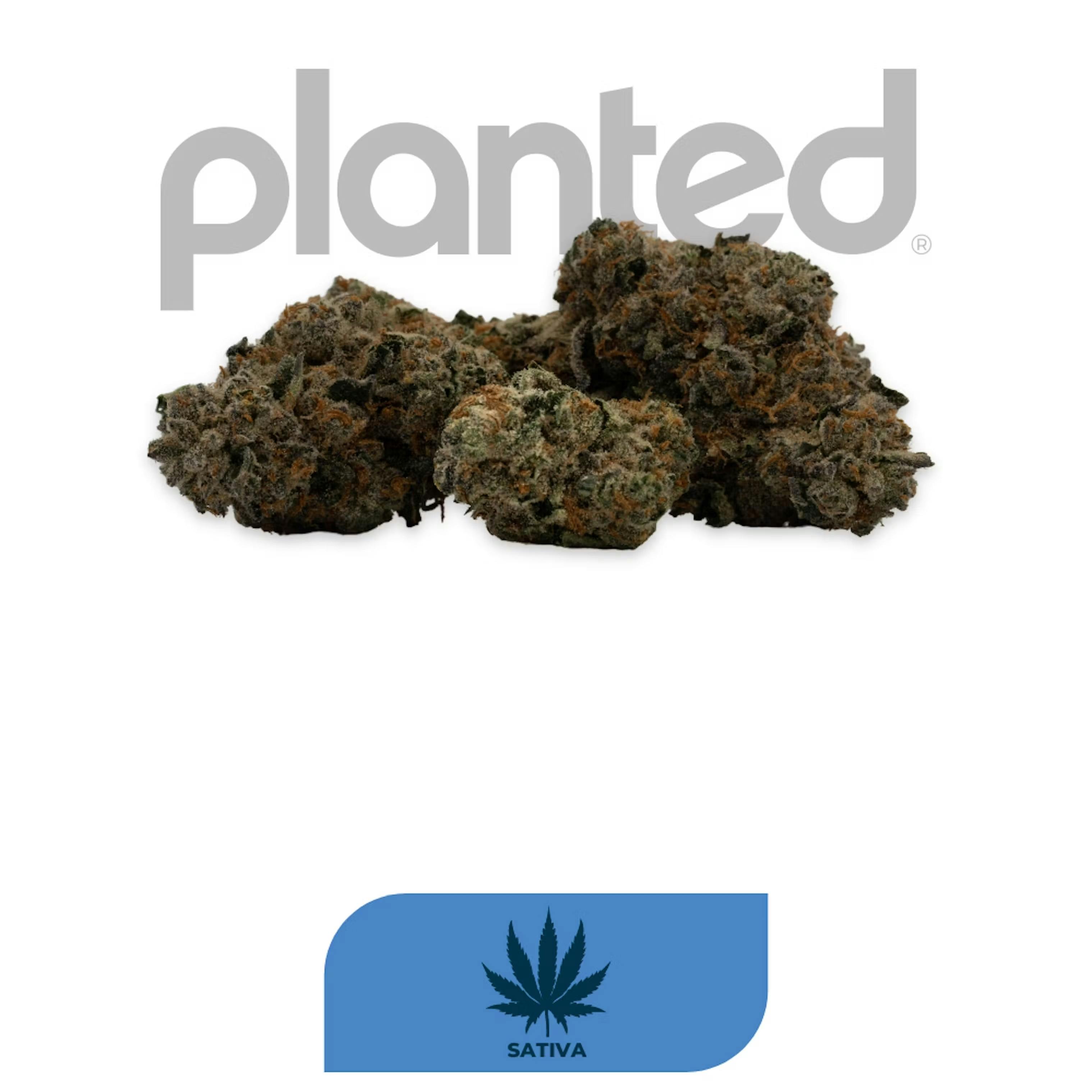 Planted Triangle Mintz Weedmaps