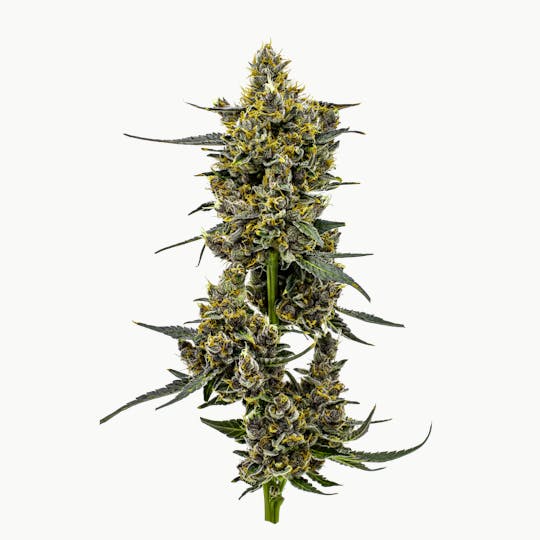 Heartland Farms - Tropsanto - 1