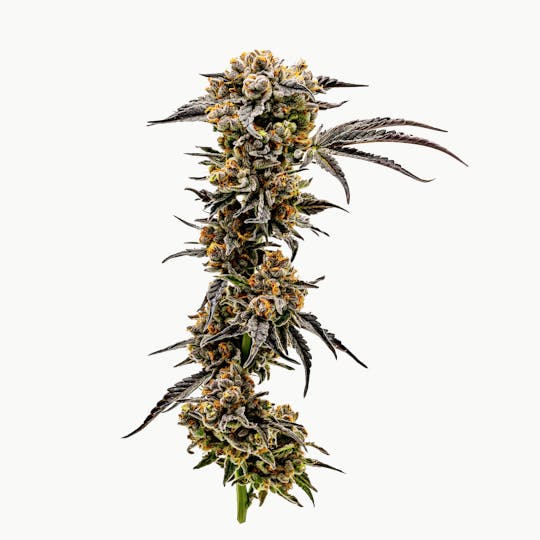 Heartland Farms - Sundae Driver - 1