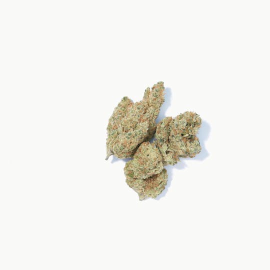 Original Intelligence - Black Truffle (Gelato X Runtz X GSC) - 3.5g Flower - 1