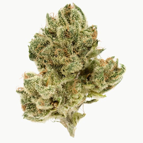 Original Intelligence - Black Truffle (Gelato X Runtz X GSC) - 7g Baby Nugs - 1