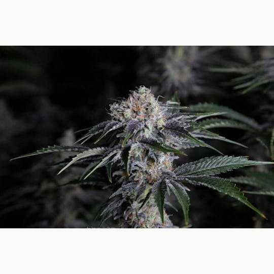 Sooner Glue - Diesel Thai - 1