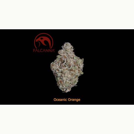 Sooner Glue - Falcanna - Oceanic Orange - 1