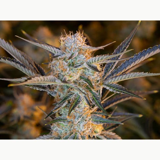 Sooner Glue - Orange Blossom - 1