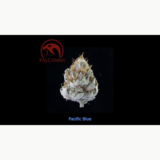 Sooner Glue - Falcanna - Pacific Blue - 1
