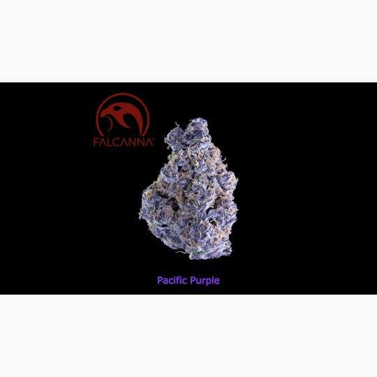 Sooner Glue - Falcanna - Pacific Purple - 1