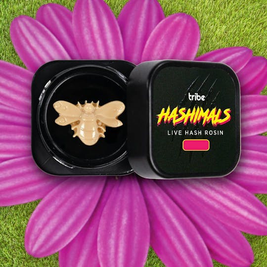 Tribe - Juicy Froots - Hashimals - Live Hash Rosin - Bumble Bee - 1g - 1