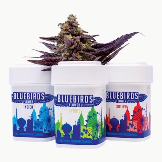 BlueBirds - Gello - 1