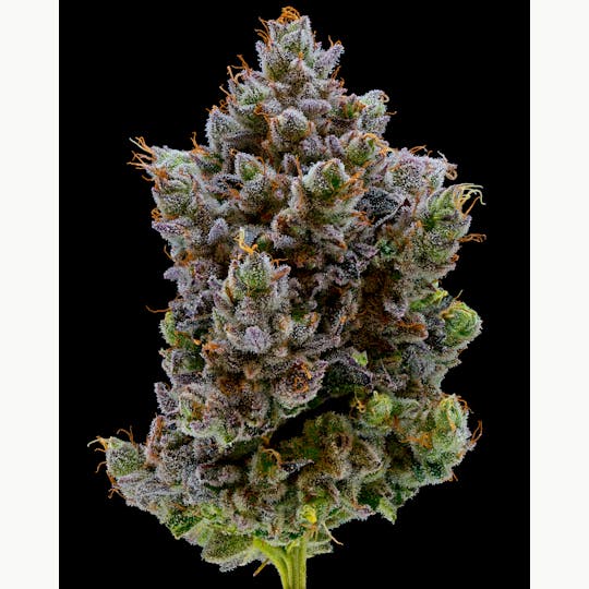 Alternative Medicine Association - BLACK MAMBA - 1