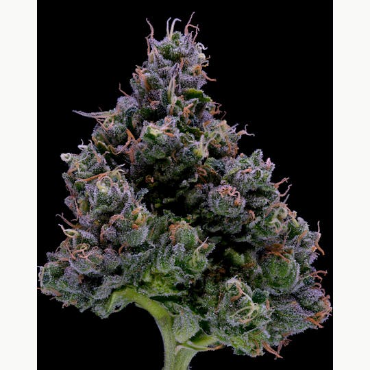 Alternative Medicine Association - GG#4 - 1