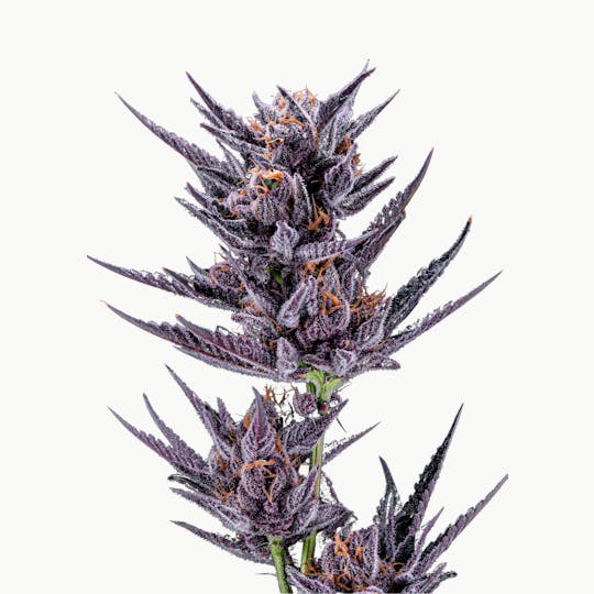 Resonant Cultivation - Black Cherry Pie - 1