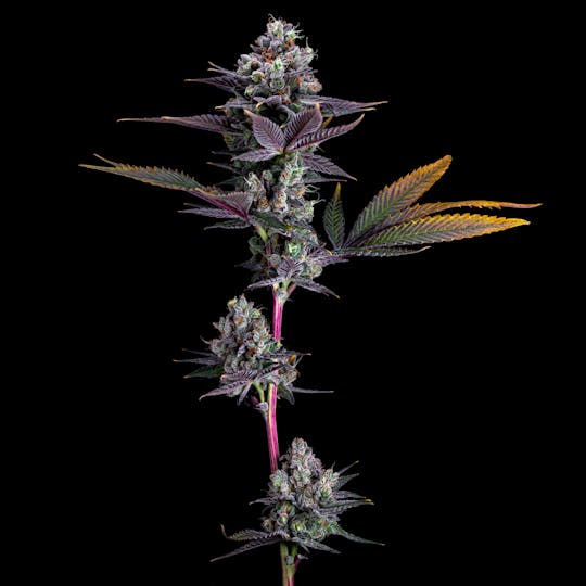 Resonant Cultivation - Banana Puddintain - 1