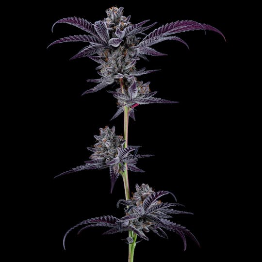 Resonant Cultivation - Black Orange - 1