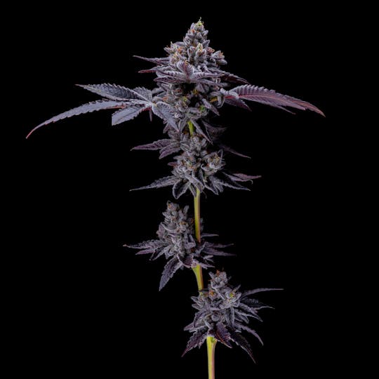 Resonant Cultivation - Black Scotti - 1