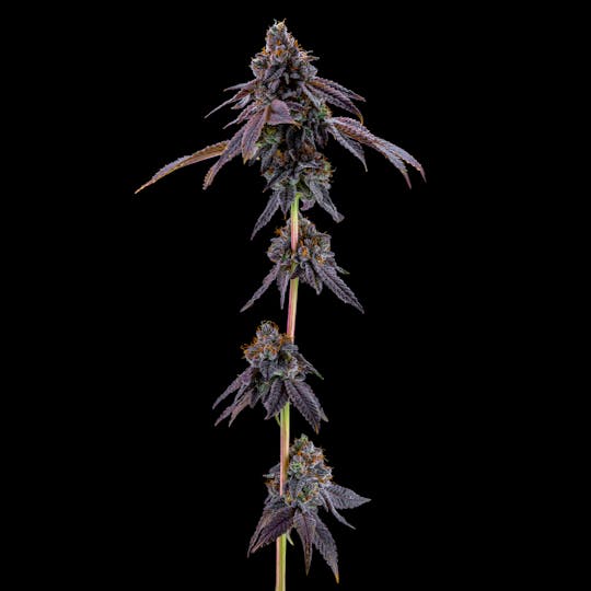Resonant Cultivation - Buddha's Hand - 1
