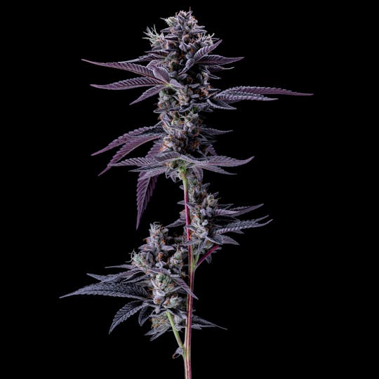 Resonant Cultivation - Carmelita - 1