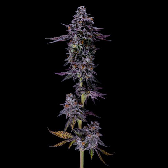 Resonant Cultivation - Eastmont - 1