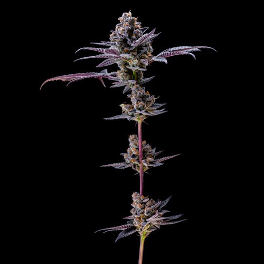 Resonant Cultivation - Funk Fakers - 1