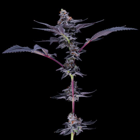 Resonant Cultivation - Horchatti - 1