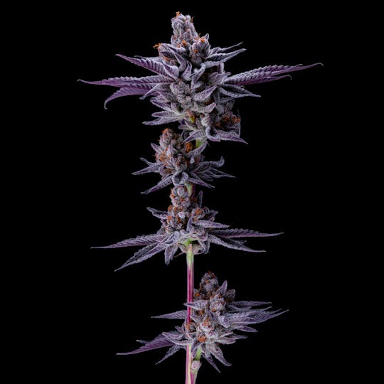 Resonant Cultivation - Marzhmallow - 1