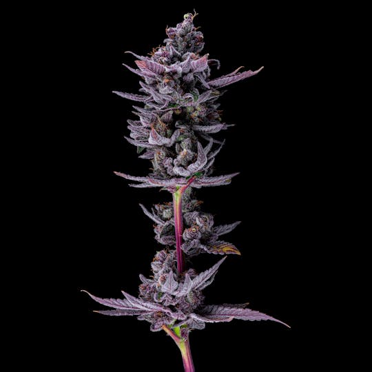 Resonant Cultivation - Rainbow Chip - 1