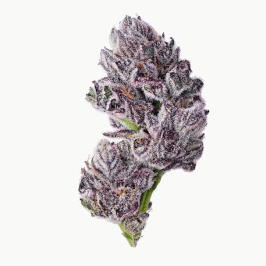 Purple Lotus - BLUE CHIP - PINK ZUSHI - 1