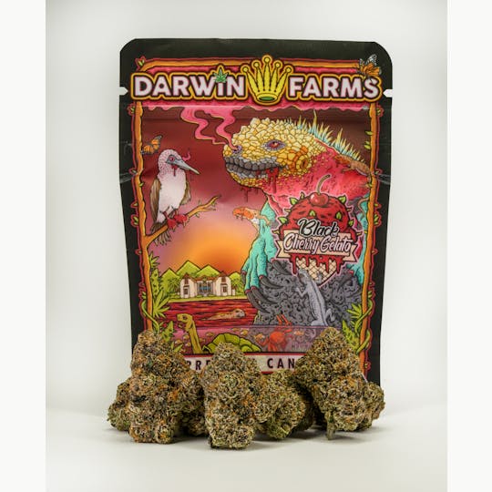 Darwin Farms - Black Cherry Gelato - 1