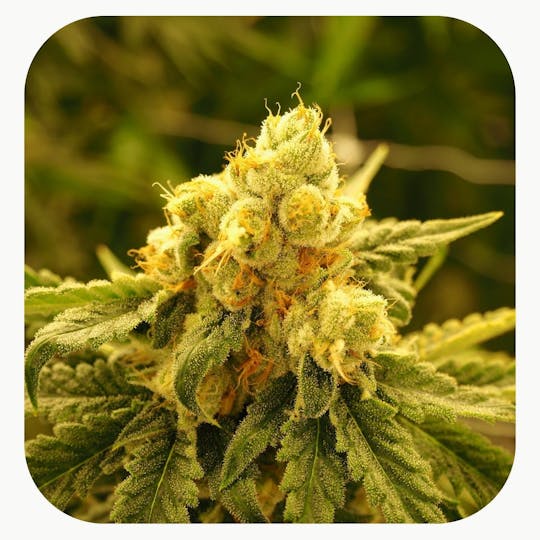 GrowHealthy - Ruby X Flower - 1