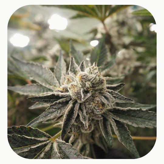GrowHealthy - Neon Groove Flower - 1