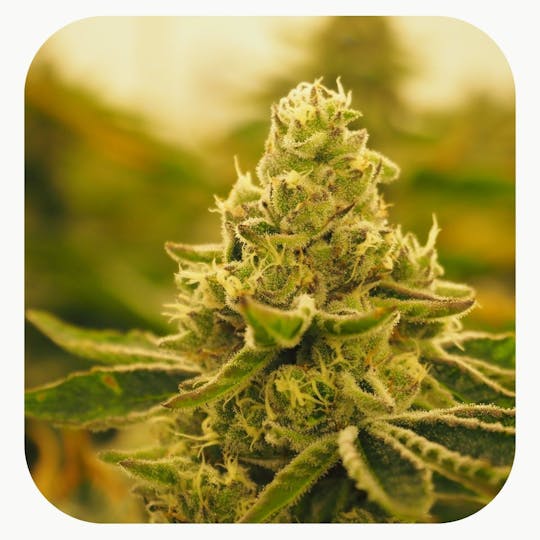 GrowHealthy - Sour Apple Cookie Flower - 1