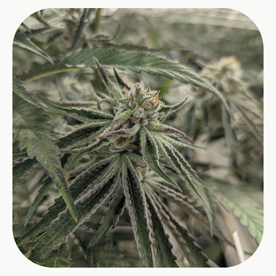 GrowHealthy - Purple Punch Flower - 1