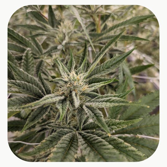 GrowHealthy - Lemon Tree Flower - 1