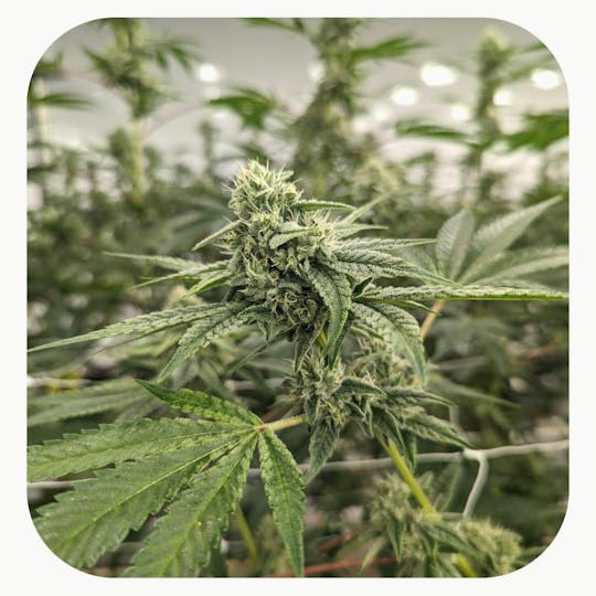 GrowHealthy - Bubble Gum Amnesia Haze Flower - 1