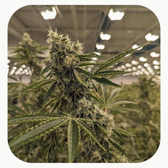 GrowHealthy - Gorilla Fumez Flower - 1