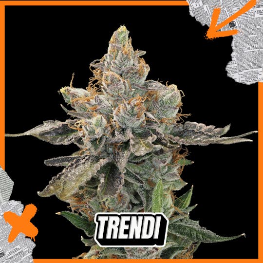 Trendi - FR Roxanne 3.5g Prepack - 1