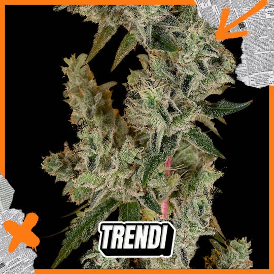Trendi - HR Banana OG Prepack | 3.5g - 1
