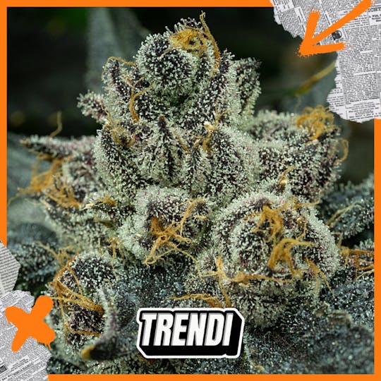 Trendi - HR The Biz Prepack | 3.5g - 1