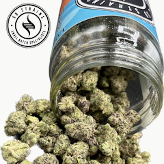 SD STRAINS - SD Strains Signature 28g "Gascotti" - 1