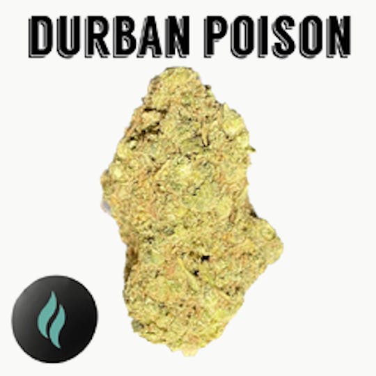 SD STRAINS - Foli /Durban Poison - 1