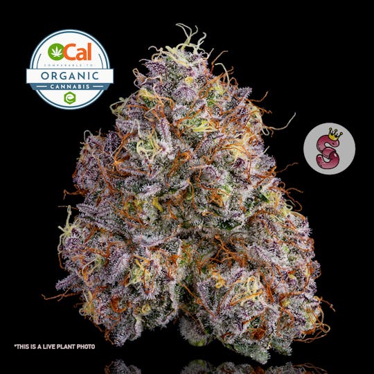 No Till Kings - Neon Sunshine - 1