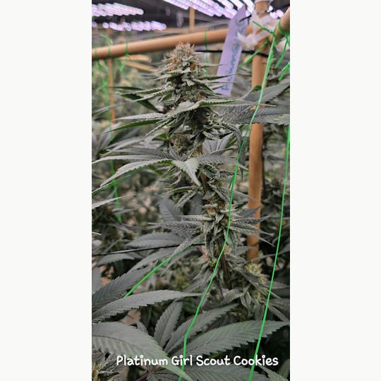 ITF - 1g Platinum Girl Scout Cookie Pre Roll - 1
