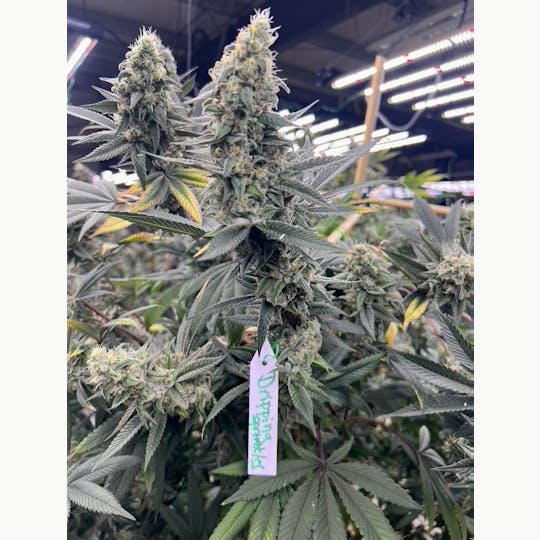 ITF - 1g Dripping Sprinkles Pre Roll - 1