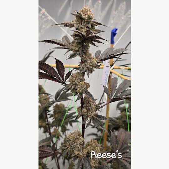 ITF - 1g Reeses Pre Roll - 1