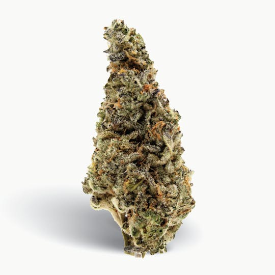Gas Station Cultivation - Ice Cream Cake Flower - 1