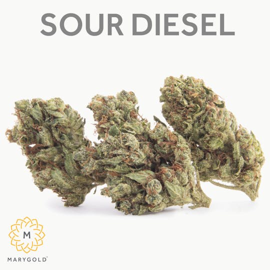 Marygold - Sour Diesel 3.5g (27% THC Sativa) - 1