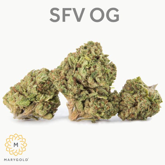 Marygold - SFV OG 14g (30% THC Indica) - 1