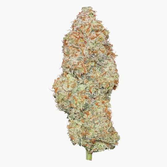 Enlighten - Lemon Sportiff - 1