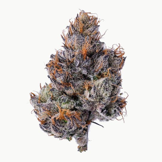 Purple Lotus - Blue Chip - Gelato 47 - 1